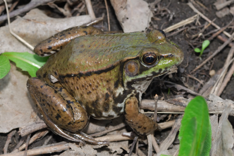 Ohio Frog Season 2024 Cyndia Emelita
